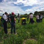 This plot was left unseeded intentionally. A wide variety of weeds took hold and participants were challenged to see how many they could correctly identify.  Photo: Leeann Minogue
