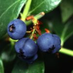 (Scott Bauer photo courtesy ARS/USDA)
