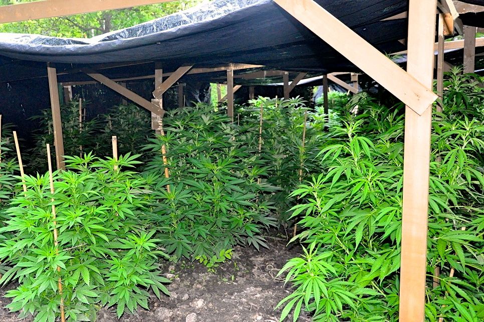 An unauthorized outdoor cannabis “grow” operation found by RCMP northwest of Winnipeg in August 2013. (Photo courtesy Manitoba RCMP)
