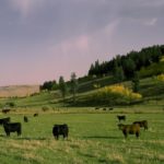 (Photo courtesy Canada Beef Inc.)
