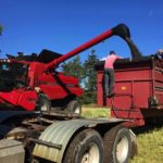Researchers in Newfoundland harvested the province’s first-ever canola field in September 2016. (Gov.NL.ca)
