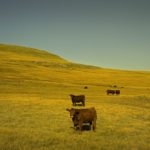 (Photo courtesy Canada Beef Inc.)
