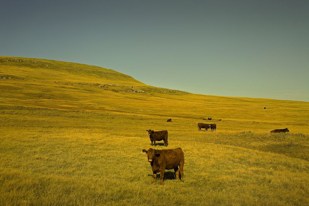 (Photo courtesy Canada Beef Inc.)
