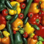 (Scott Bauer photo courtesy ARS/USDA)
