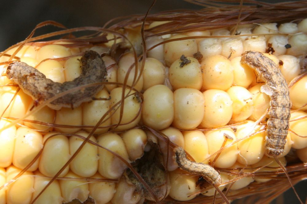 Western bean cutworms feeding on an ear of corn in 2011. (Photo courtesy Ohio State University Extension)
