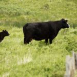 (Photo courtesy Canada Beef Inc.)
