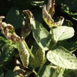 Foliar symptoms of SDS in a soybean crop. (APSnet.org)