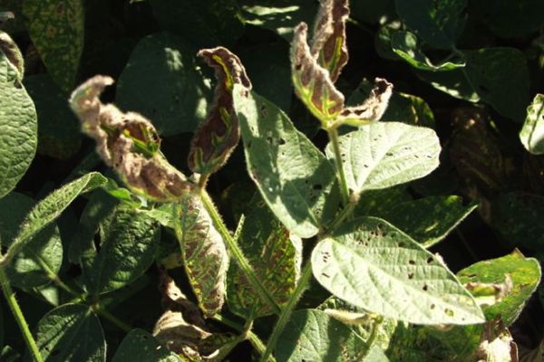 Foliar symptoms of SDS in a soybean crop. (APSnet.org)
