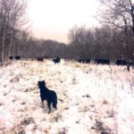 Cattle amble through fresh snow in northwestern Saskatchewan on Oct. 22, 2016. (Lisa Guenther photo)
