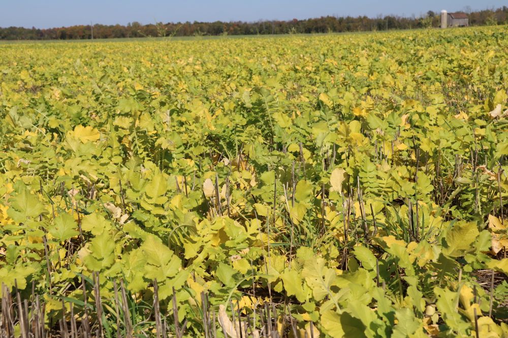 The use of cover crops such as radish has spread rapidly in Ontario in the past five years. Ontario’s environmental commissioner wants to see that continue. (John Greig photo)
