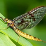Health Canada is calling for a three- to five-year phase-out of imidacloprid from farm use over potential risks to aquatic insects such as mayflies. (OttawaRiverkeeper.ca)
