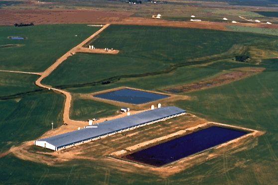 One of Pinnacle Farms’ sow barns at Standard, Alta., about 80 km east of Calgary. (VerusAlliance.com)

