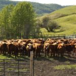 (Photo courtesy Canada Beef Inc.)
