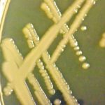 (Photo courtesy Canada Beef Inc.)
