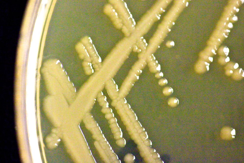 (Photo courtesy Canada Beef Inc.)
