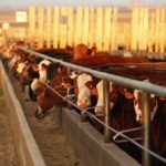 (Photo courtesy Canada Beef Inc.)
