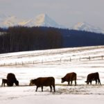 (Photo courtesy Canada Beef Inc.)
