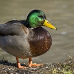 A male mallard duck. (Alain Carpentier photo/Wikimedia Commons)
