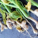 Canola plants with clubroot galls from a field near Verner, Ont., about 50 km west of North Bay. (OntarioCanolaGrowers.ca)
