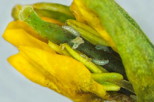 Midge larvae inside a canola floret. Federal researchers have documented a new midge species in Prairie canola that differs significantly from the swede midge it was believed to be. (AAFC photo by Julie Soroka from CanolaWatch.org)
