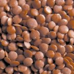 Red lentils. (Photo courtesy U.S. Dry Pea and Lentil Council)
