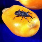 A maize weevil on a corn kernel. (Peggy Greb photo courtesy ARS/USDA)
