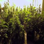 Plants seized at an illegal grow op in the RM of Fisher, Man. in February. The proposed federal Cannabis Act would limit home production of cannabis to four plants per residence at a maximum height of 100 cm per plant. (Photo courtesy Fisher Branch/Peguis RCMP)
