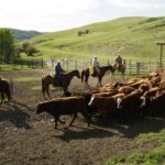 (Photo courtesy Canada Beef Inc.)
