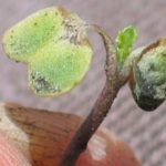 New growth on a canola plant following a frost indicates the seedling has survived. (Canola Council of Canada photo)
