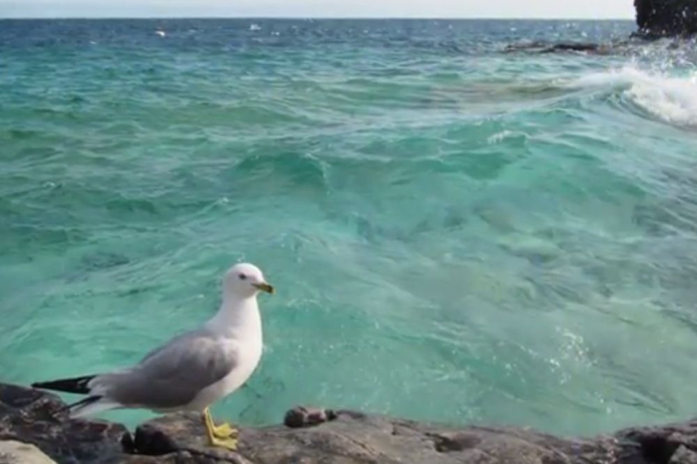 (Screengrab from Lake Huron Centre for Coastal Conservation video via YouTube)
