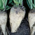 Sugar beets. (Photo courtesy ARS/USDA)
