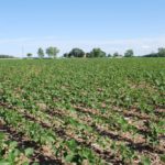Soybeans in Ontario, June 2016. (Ralph Pearce photo)
