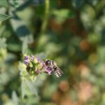 (Photo courtesy ARS/USDA)
