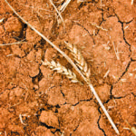 U.S. grains: Drought damage supports U.S. wheat; corn, soybeans firm