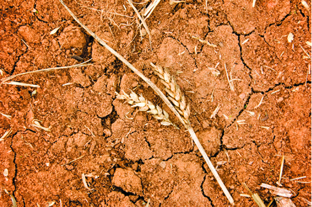 U.S. grains: Drought damage supports U.S. wheat; corn, soybeans firm