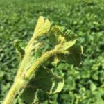 Soybean aphids in a field near Portage la Prairie photographed July 26, 2017. Photo: Taralea Simpson, Munro Farm Supplies
