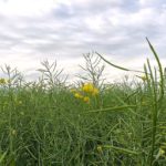 ICE Canada canola futures climb for third straight day