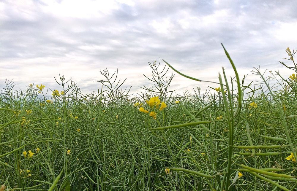 ICE Canada canola futures climb for third straight day