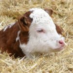 (Photo courtesy Canadian Hereford Association)