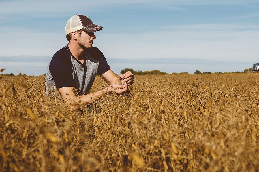 BASF’s promotions for pre-harvest use of Heat LQ have until now focused strictly on crops such as soybeans, peas, canola, dry beans and sunflowers. (Agro.basf.ca)
