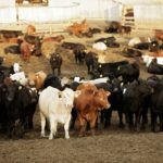 (Photo courtesy Canada Beef Inc.)
