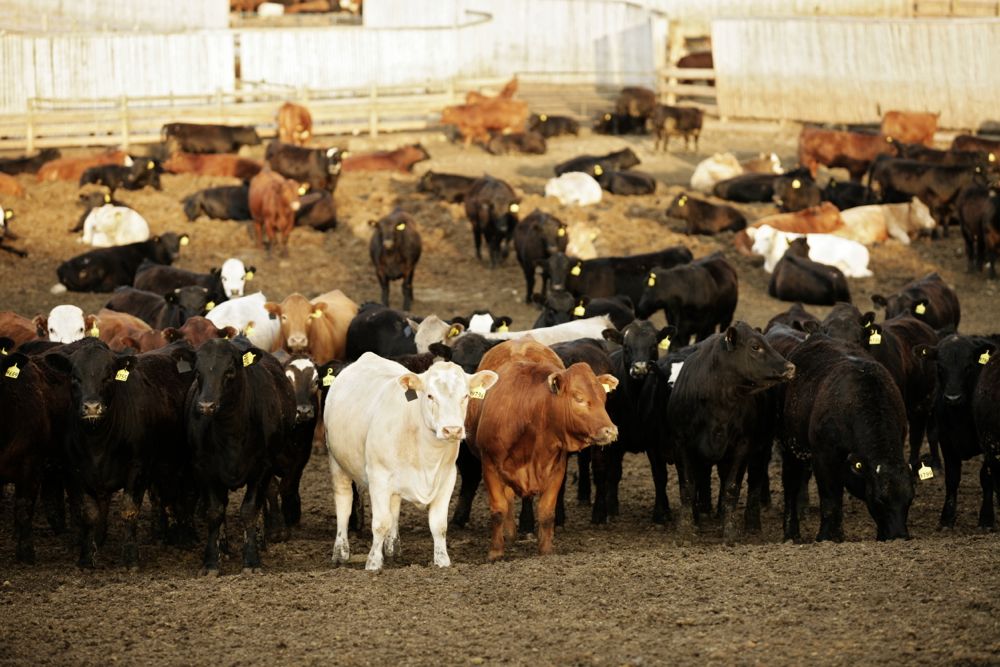 (Photo courtesy Canada Beef Inc.)
