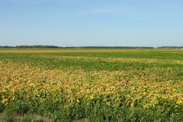 Many soybean fields are showing signs of injury, including patches of premature yellowing, says Manitoba Agriculture plant pathologist Holly Derksen. In many cases the cause could be a combination of stressors. (Photo courtesy Holly Derksen, Manitoba Agriculture)
