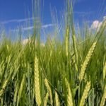 Barley south of Ethelton, Sask. on Aug. 3, 2017. (Dave Bedard photo)