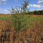 Waterhemp is a concern not only because it’s a new weed for Manitoba, but because in places in Ontario and the U.S., it’s often resistant to glyphosate, Group 2 herbicides or both. (Tone Ag Consulting photo)
