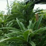 (MLGreenworld.com)