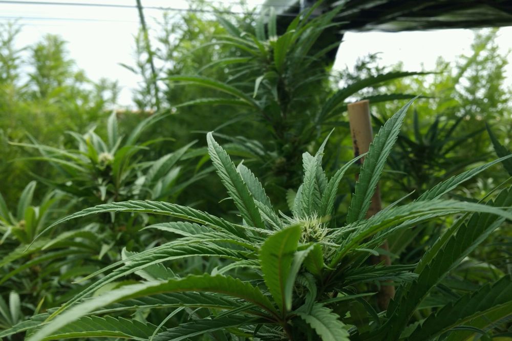 (MLGreenworld.com)
