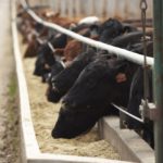 (Photo courtesy Canada Beef Inc.)
