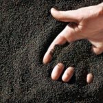 Record weekly canola exports reported