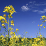 Speculative buying sees canola prices firm up